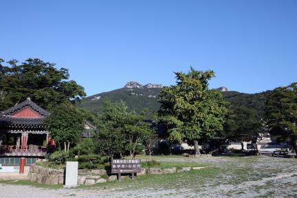 해남 대흥사_노거주 (촬영년도 : 2015년)