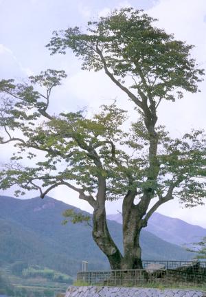 쌍암면의이팝나무